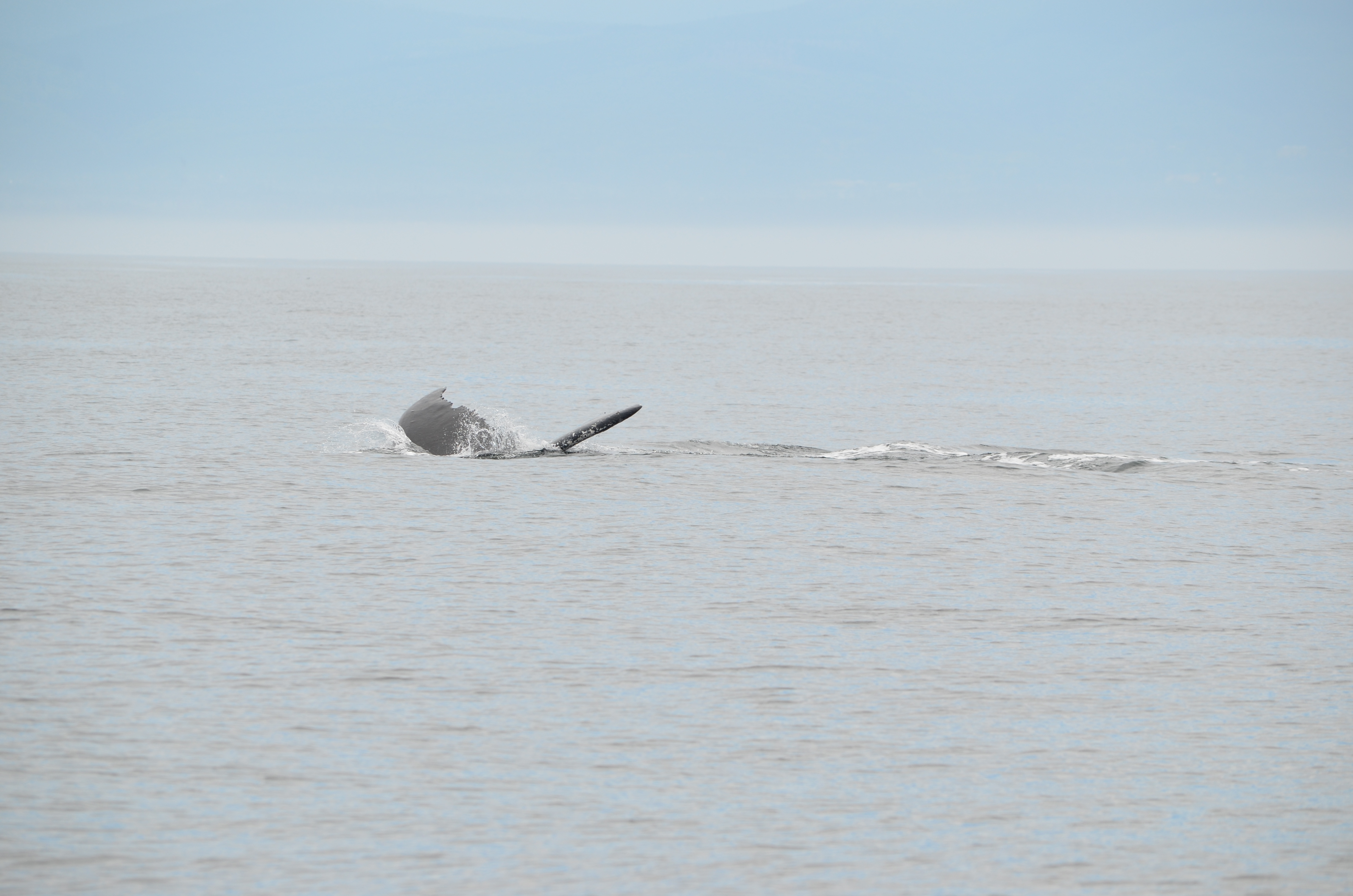 photos/wildlife/Mammal_Species/Humpback Whale/DSC_0088.JPG
